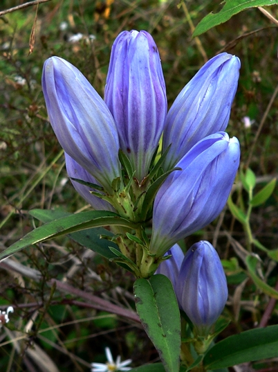 {Gentiana saponaria}